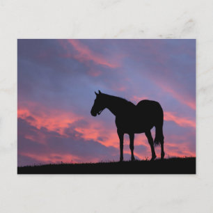 Vollblut Pferd Silhouette bei Sonnenaufgang Postkarte