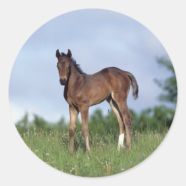 Vollblüter Foal Stehend im Gras Runder Aufkleber (Vorderseite)
