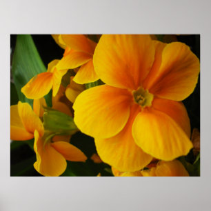 voller Sonnenschein Poster