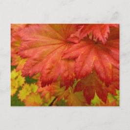 Vollmond-Ahorn-Blätter Postkarte