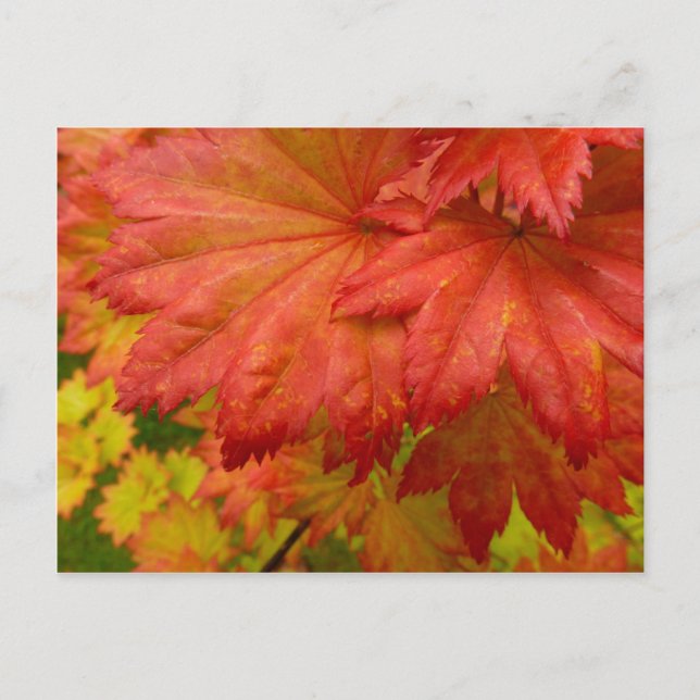 Vollmond-Ahorn-Blätter Postkarte (Vorderseite)
