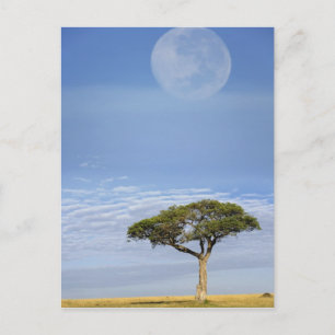 Vollmond über Akazienbäumen, Masai Mara, Postkarte