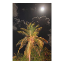 Vollmond über einer tropischen Palme