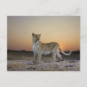 Vollständige Ansicht von Leopard (Panthera pardus) Postkarte