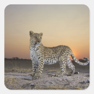 Vollständige Ansicht von Leopard (Panthera pardus) Quadratischer Aufkleber