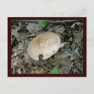 Vollständige Säule Pilz-Postkarte Postkarte