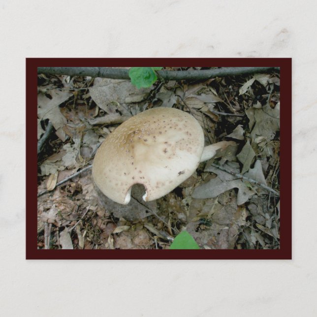 Vollständige Säule Pilz-Postkarte Postkarte (Vorderseite)