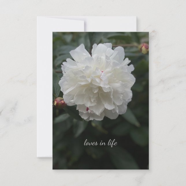 Vollweißes Peony Mitteilungskarte (Vorderseite)