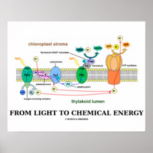 Vom Licht zur chemischen Energie (Fotosynthese) Poster