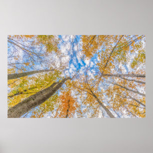 Vom Waldboden aufblickend Poster