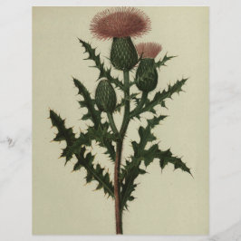 Von Blume und Fernen des Amerika-Papiers