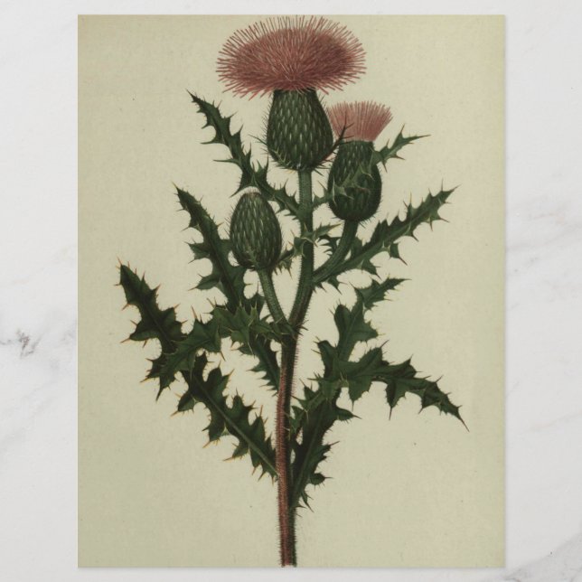 Von Blume und Fernen des Amerika-Papiers (Vorderseite)
