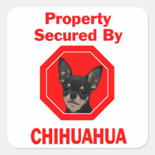 Von Chihuahua besichertes Eigentum Quadratischer Aufkleber