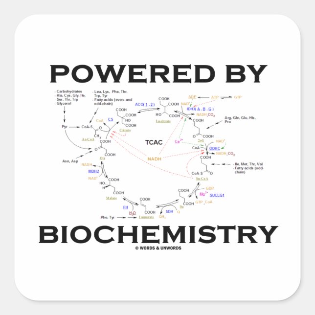 Von der Biochemie angetrieben (Krebs-Zyklus) Quadratischer Aufkleber (Vorderseite)