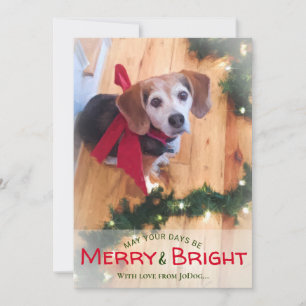 Von Haustieren & Foto Frohe und helle Weihnachten