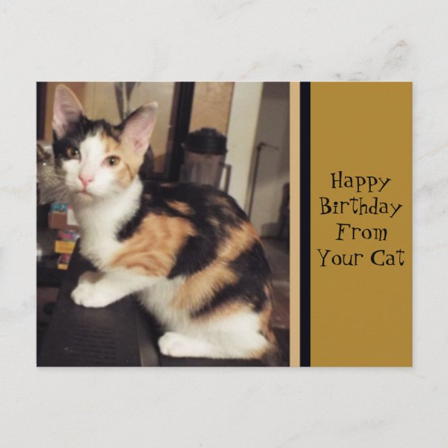 Von Ihrer Katze Geburtstag Grußkarte Postkarte (Vorderseite)