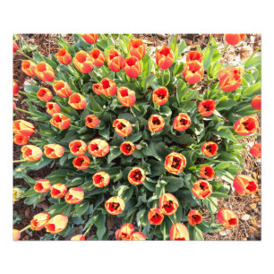 Von oben sichtbare Tulips Fotodruck