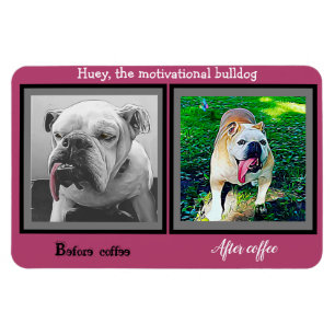 Vor dem Kaffee nach dem Kaffee lustiger Bulldogge Magnet