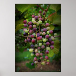 Vor dem Wein Poster