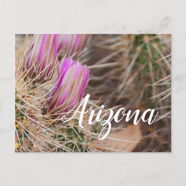 Vor der Blüte Arizona Postkarte (Vorderseite)
