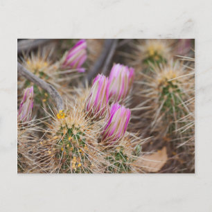 Vor der Blüte Postkarte