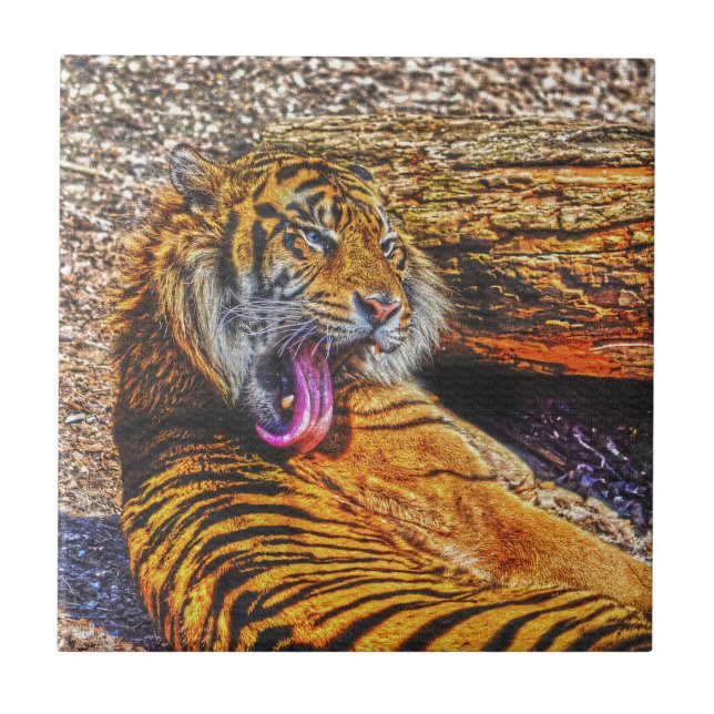 Vorbereiten von Sumatran Tiger Big Cat Wildlife Fliese (Vorderseite)
