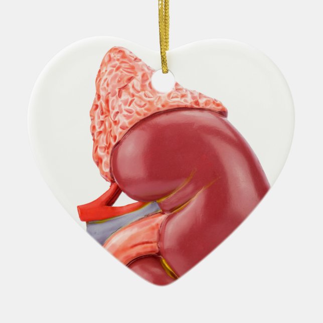 Vorbildliche menschliche Niere draußen Keramik Ornament (Vorne)