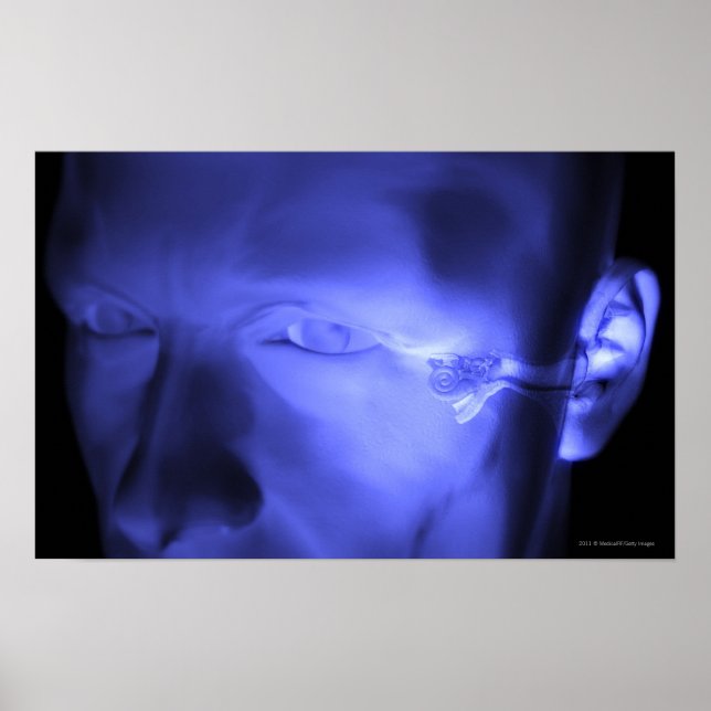 Vorderansicht des Innenohrs Poster (Vorne)