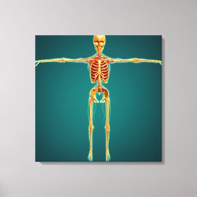 Vorderansicht des menschlichen Skeletts mit Nerven Leinwanddruck (Vorderseite)