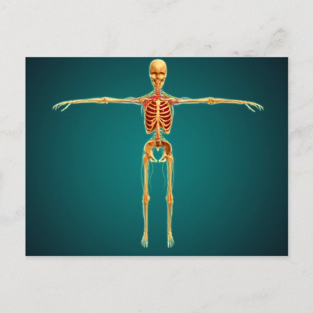 Vorderansicht des menschlichen Skeletts mit Nerven Postkarte (Vorderseite)