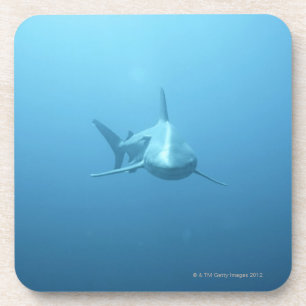 Vorderansicht eines Tiger-Haifischs Untersetzer