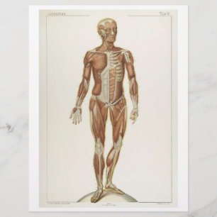 Vordere Muskeln Flyer