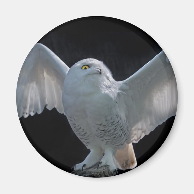 Vorflug-Karo-Magnet Magnet (Vorne)