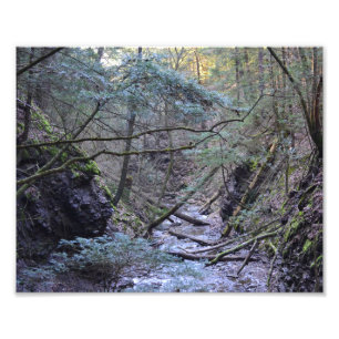 Vorfrühling im Wald. Foto-Druck Fotodruck
