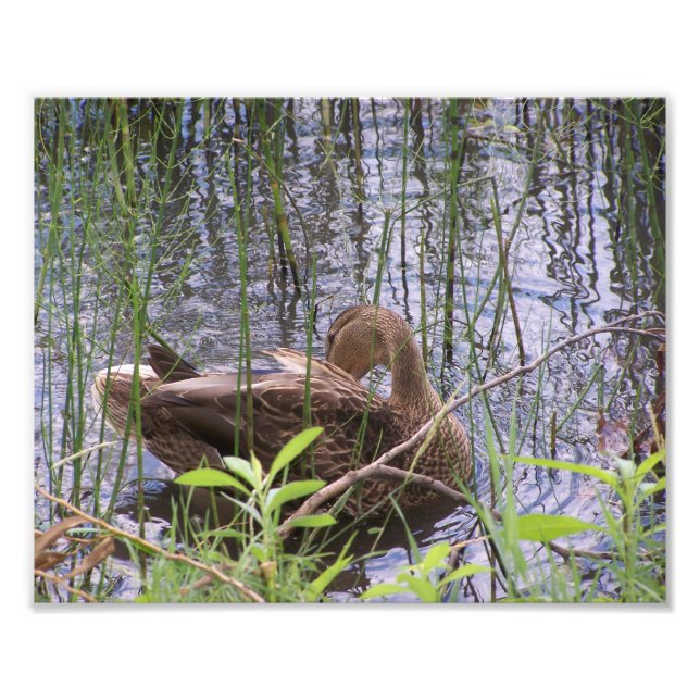 Vorgeburt unter den Rushes. Fotodruck (Vorne)