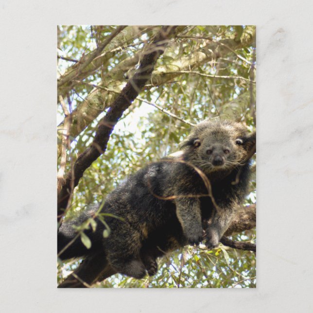 Vorlage für 12x18 postkarte (Vorderseite)