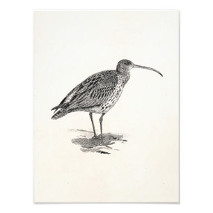 Vorlage für die Darstellung des Vintagen Curlew-Fe Fotodruck