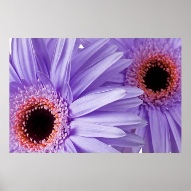 Vorlage für lila, rosa Daisy-Daten Poster (Vorne)