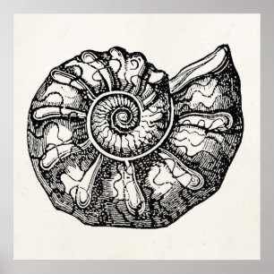 Vorlage für Vintage Ammonite Seashell Fossilien-Mu Poster
