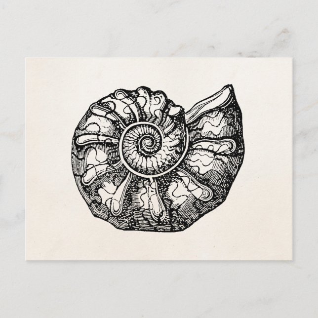 Vorlage für Vintage Ammonite Seashell Fossilien-Mu Postkarte (Vorderseite)