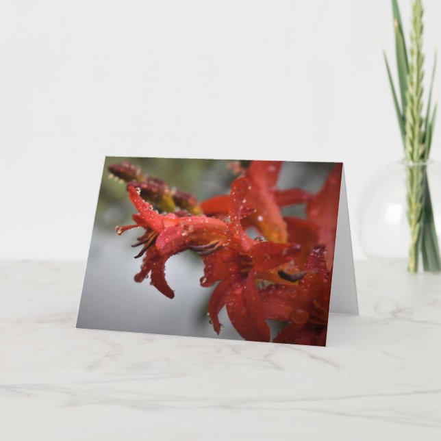 Vormittagskuppe, Karte (Vorderseite)