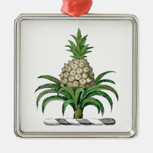Vornehmes Heraldik-Ananas-Wappen Wappenschild Silbernes Ornament
