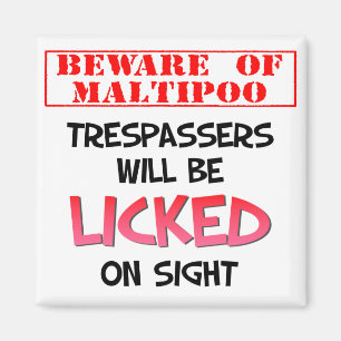 Vorsicht, Maltipoo (Weiß) Magnet zu lecken