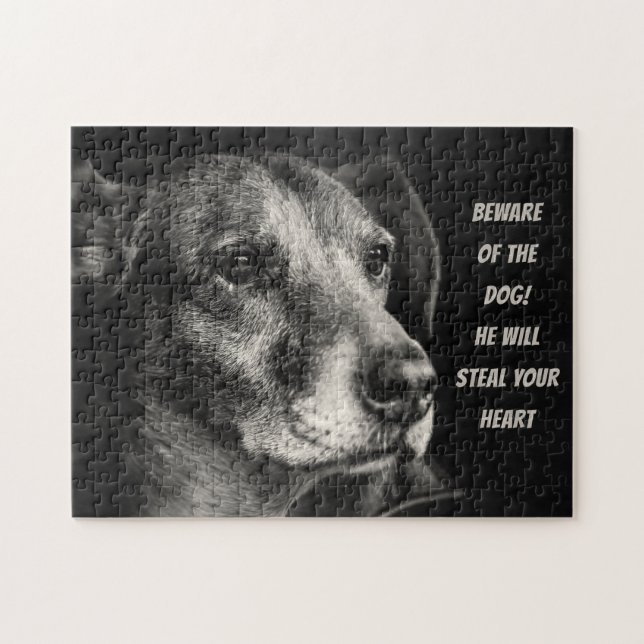 Vorsicht vor dem Hund, Haustier Foto (Horizontal)