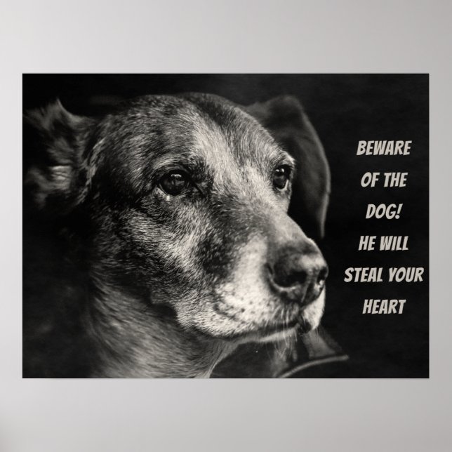 Vorsicht vor dem Hund, Haustier Foto Poster (Vorne)