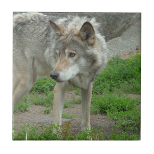 Vorsichtige Wolf-Fliese Fliese