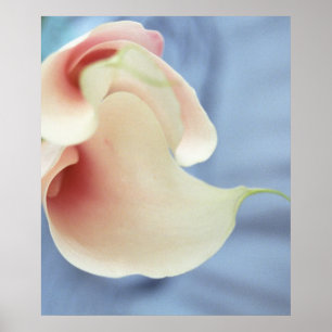 Vortex White Calla Lilies Art Imprimer Poster Phot