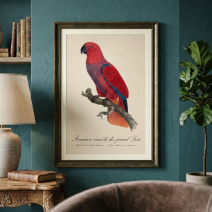 Vosmaer-Edelpapagei, Eclectus roratus vosmaeri Fotodruck