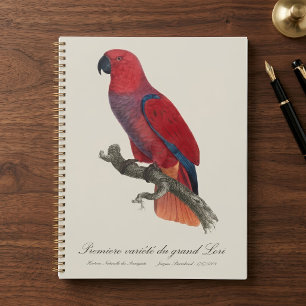 Vosmaer-Edelpapagei, Eclectus roratus vosmaeri Planer