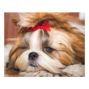 Votre chiot chien animal de compagnie photo person